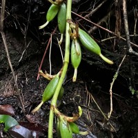 Elettaria ensal (Gaertn.) Abeyw.